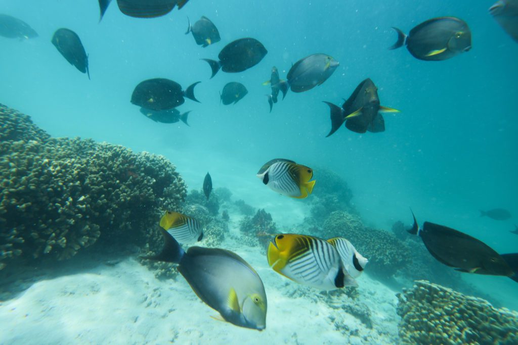 カネオヘ サンドバーのシュノーケリングで出会えるお魚たち